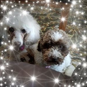 Meet your Posher, Leslie